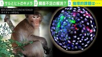 【映像】「ヒト幹細胞をサルの胚へ」倫理的課題は