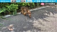 「日本にいたらいけないヤツ…」撮影者が絶句! 山中で遭遇した謎の珍獣との一部始終が話題 【ABEMA TIMES】