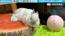 「そのままスヤァ笑」クッションから"ぬる～ん"と落下→寝落ちするウサギに「そのまま寝た！？」「可愛すぎます」と悶絶の声