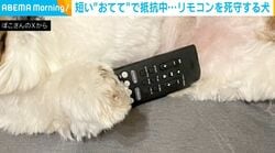 短い“おてて”で抵抗中！リモコンを死守する犬に「おやじみたい（笑）」「一瞬人の姿が見えましたw」と反響