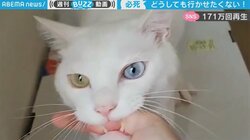 「引きこもりになっちゃうよ～」指を噛んで離さない…白猫の“行かないで”光線が炸裂！ 猫好きからは嬉しい悲鳴