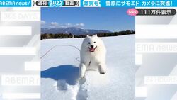 雪原を笑顔で猛ダッシュしてくるモフモフ大型犬の勢いがありすぎて…迫力満点すぎる映像が話題に「まさにシロクマ」