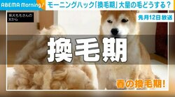 「せめて毛だけでも一緒に！」ペットの「換毛期」で抜けた毛の“驚きの活用法”に注目