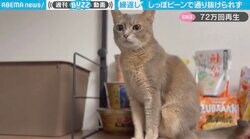 “しっぽピーン”で通れない猫が懲りずにチャレンジし続ける姿に「可愛すぎる！」と反響