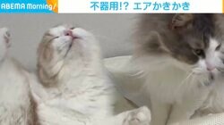 「痒いところに足、届かず」 不器用な子猫の“エアかきかき” 豪快な空振りに飼い主も唖然