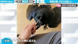 人に懐いた珍カラスが“飼い主の夜勤”に激怒 「お風呂」と発話するインコさながらの姿も披露し驚きの声相次ぐ
