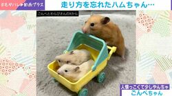 大きなスプーン奪取→よろよろ歩きするハムスターに「前が見えないのだ！」「あらよっと」などの声