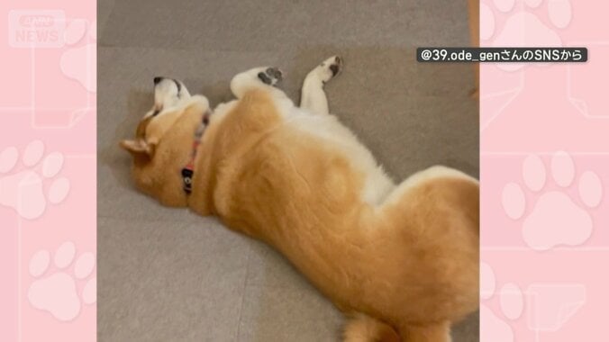 掃除機のそばでゴロン