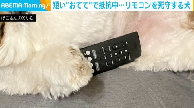 シーズーのぽこくん