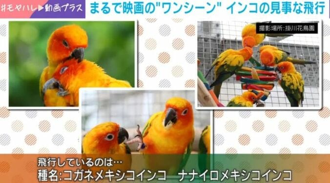 インコの群れ