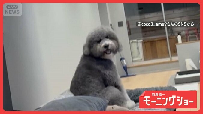 ツンデレ犬　名前呼ばれてもチラ見だけ…最後は笑顔でしっぽフリフリ　なぜ塩対応？ 1枚目