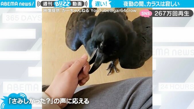 人に懐いた珍カラスが“飼い主の夜勤”に激怒 「お風呂」と発話するインコさながらの姿も披露し驚きの声相次ぐ 1枚目