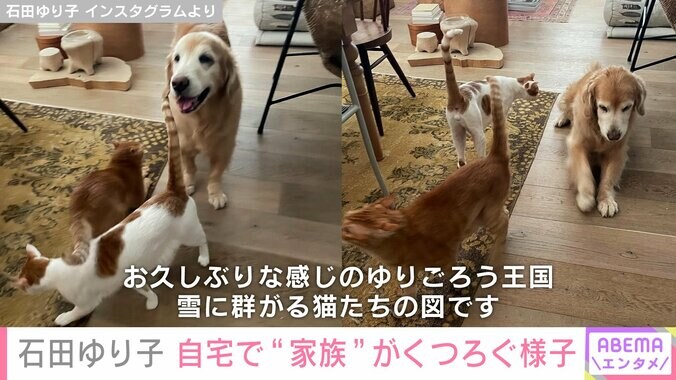 自宅でくつろぐ雪ちゃんや猫たち