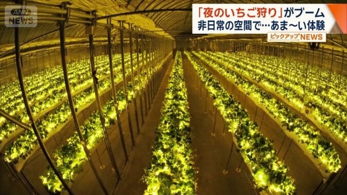 ライトアップされたイチゴ農園