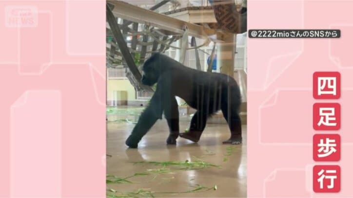 いつもはこうやって歩くよ