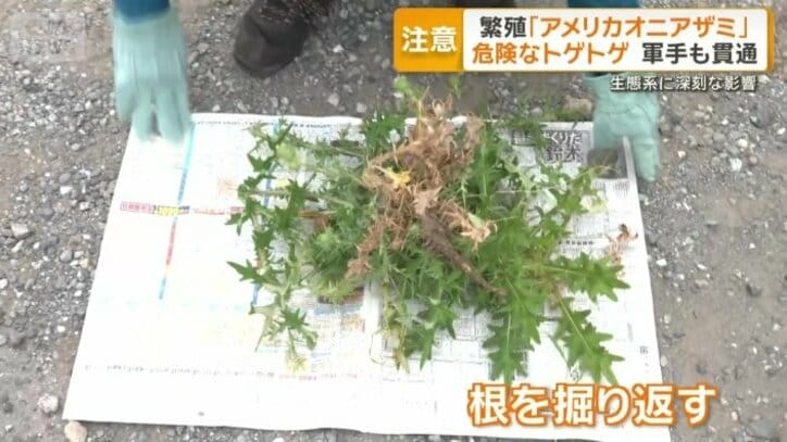 スコップで根ごと掘り返すことが重要
