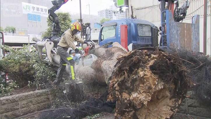 大木が一瞬で…鳥も巻き添え “異例台風”各地で倒木相次ぐ ドラレコには“瞬間映像”