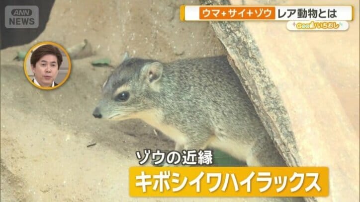 キボシイワハイラックス