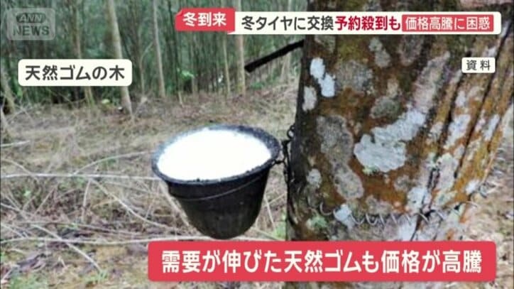 天然ゴムの木