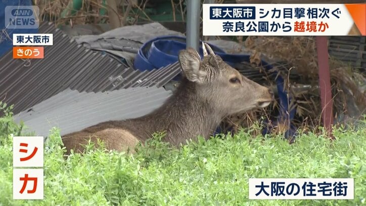 東大阪市で初めて目撃されたシカ