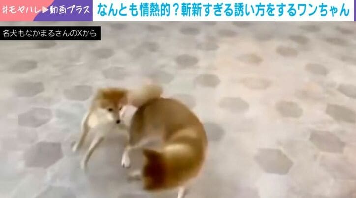 もなかまるちゃん