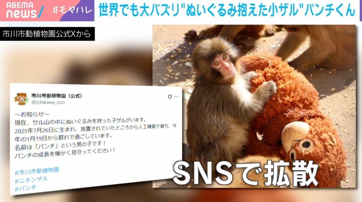 パンチくん 日本猿 ぬいぐるみ 世界でバズった“パンチくん” 実は18年前にもぬいぐるみを抱えた子ザル