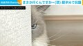 「本当に行くつもり？」仕事に向かう飼い主に見せた猫の“非難の表情”に「怖ｗ」「キレてる」と反響