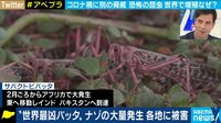 "世界最凶"バッタが大量発生中 未来の食糧危機を生むリスクも