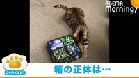 猫が箱の中で“もぞもぞ 見つけると入ってしまう珍行動が話題