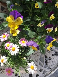 真矢ミキ『陽を見上げる花みたいに貴方を思う』