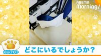 【映像】姿の見えない猫のまさかの“隠れ家” 飼い主の心を掴んだ斬新な寝床