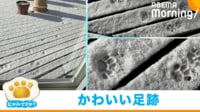 【映像】雪の上に跡くっきりの“肉球スタンプ”