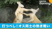 【映像】カンガルーのオス同士が熱き戦い…! からの飼育員に気づき突然の幕切れ