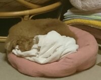 大島康徳『今クールの抗がん剤治療終了！』