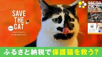 町がふるさと納税で保護猫を救う?
