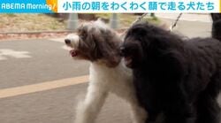 小雨の朝を“わくわく顔”で走る2匹の犬に「競ってるみたいw」「かわいすぎる！」など反響