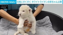 “毛並みフワフワ”のホワイトライオンの赤ちゃん 密輸中に救出された両親から誕生 ベネズエラ