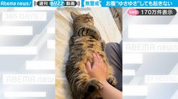 あまりに無防備な姿で爆睡中の猫「起きてよ～」お腹“ゆさゆさ”して起こそうとするも…かわいすぎて癒される人続出