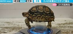 一体、どういう状況？ カメの“体重の測り方”が予想外すぎると話題に 「足のピコピコが可愛い」「ナイスアイデア」