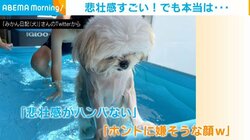 プールで"しょぼん顔"の犬 絶望していると思いきや飼い主「自らジャンプして入り満足している」