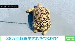 カメがリズム良く“お尻フリフリ” 水浴びを満喫する姿に「ノリノリ過ぎるw」「こんな動きするんだ」の声
