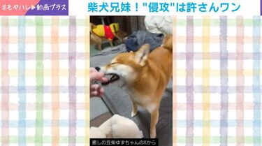 写真・画像】豆柴が飼い主と遊んでいたら→背後で兄が“ごはん侵入