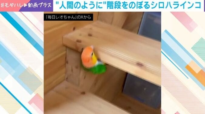 シロハラインコのレオちゃん