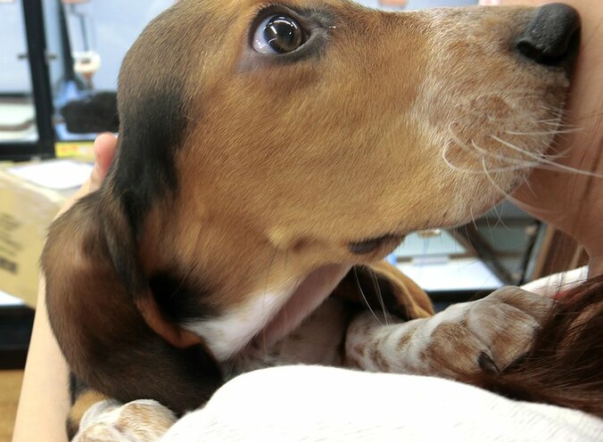 犬好き必見の映画が公開中　かわいらしい瞳と耳のバセット・ハウンドとは？ 2枚目