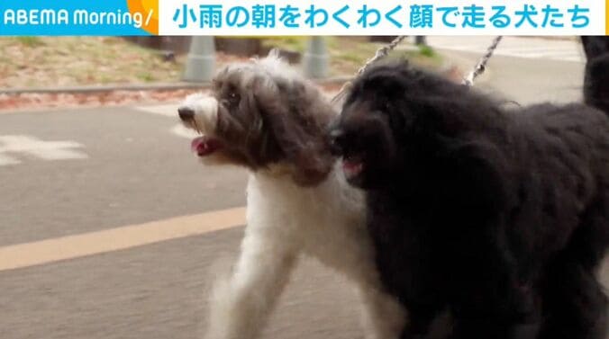 ゾロリくんとジジちゃん