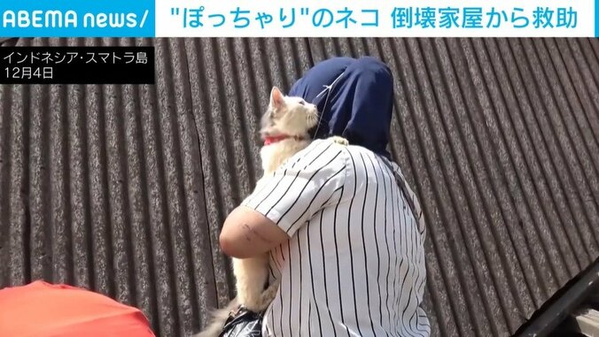 猫と飼い主の1週間ぶりの再会