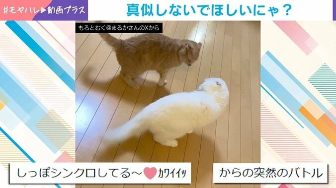 猫のむくくんともろみちゃん