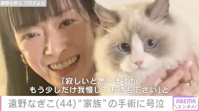 【写真・画像】遠野なぎこ、愛猫・愁くんの手術前に号泣「看護師さん、引いただろうな」　1枚目