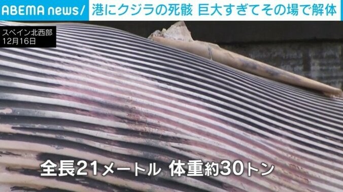 巨大なクジラの体