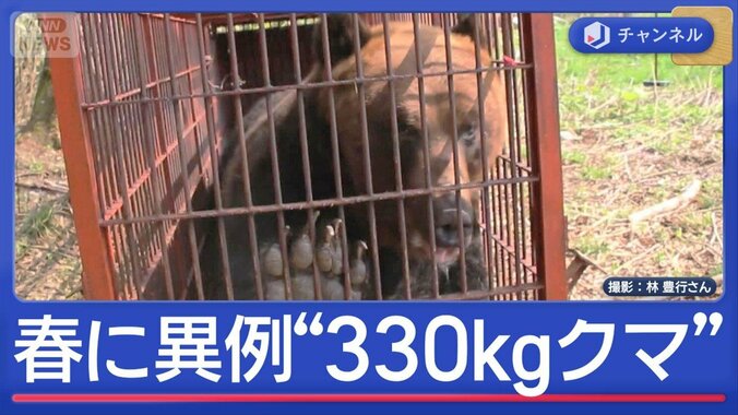 ハンター驚く“春に異例の300kg超クマ” 高齢者施設にもクマ“緊迫一部始終” 1枚目